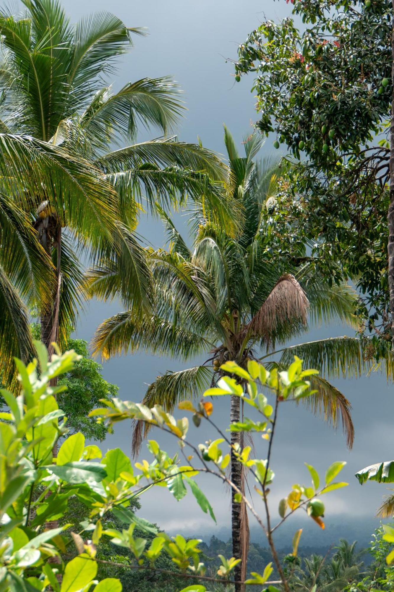 Rinjani Eco Villa Senaru Bayan Εξωτερικό φωτογραφία